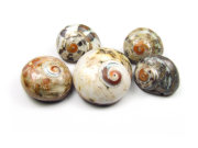 Muschelperlen , 20-30 mm, 2-Loch
