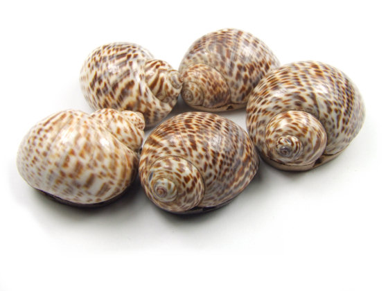 Perlen aus Muscheln, 20-30 mm, 2-Loch